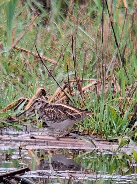 Zwergschnepfe  - Rudolf Grassmugg