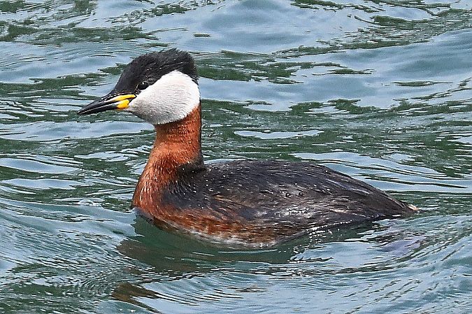 Rothalstaucher  - Peter Denefleh