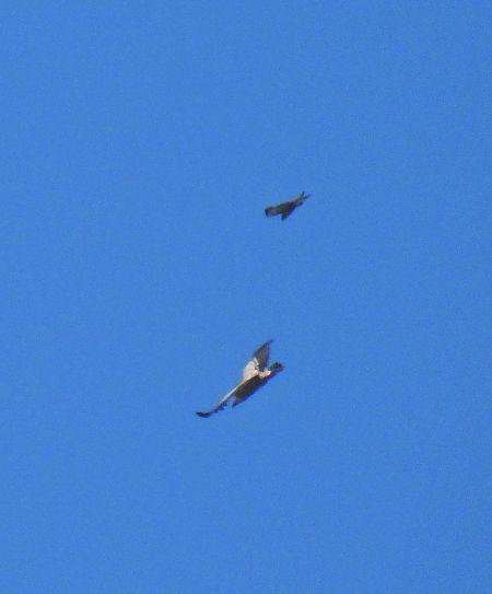 Griffon Vulture  - Birgit Krisch