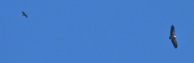 Vautour fauve  - Birgit Krisch