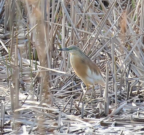 Squacco Heron  - Günther Körmöczi