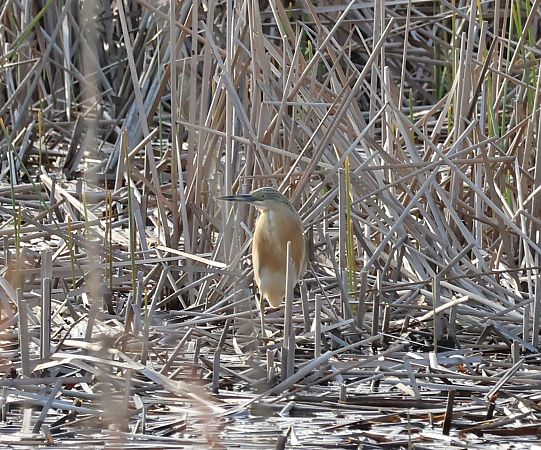 Crabier chevelu  - Günther Körmöczi