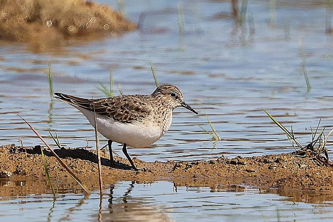Temminck's Stint  - Jiri Vratny