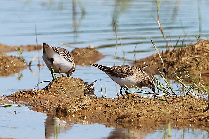 Bécasseau de Temminck  - Jiri Vratny