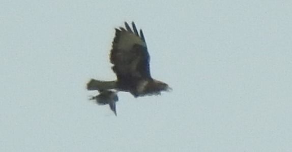 Oiseau indéterminé  - Florian Mayr