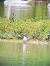 Gull-billed Tern  - Philipp Rauscher