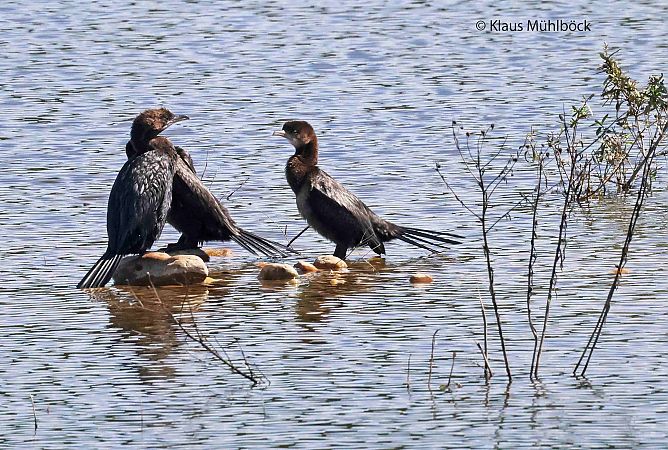 Pygmy Cormorant 