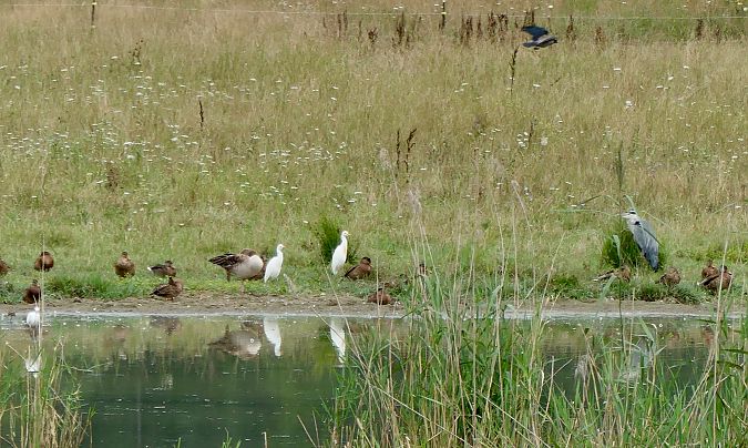 Western Cattle Egret 