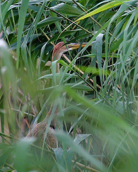Purple Heron  - Gerhard Rieder