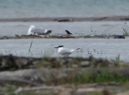 Sandwich Tern  - Noah Pondorfer