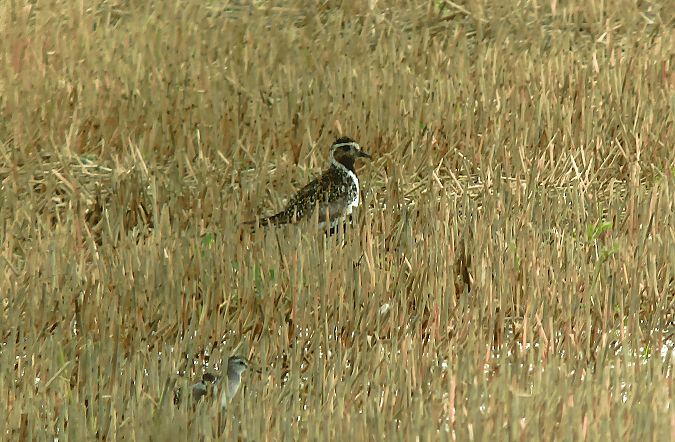European Golden Plover  - Robert Sperl