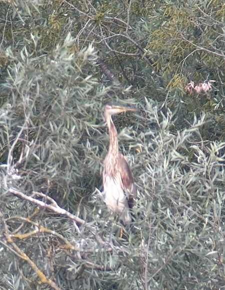 Purple Heron  - Thomas & Christa Pumberger