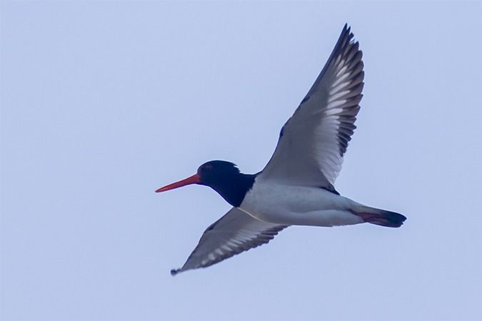 Eurasian Oystercatcher  - Thomas & Christa Pumberger