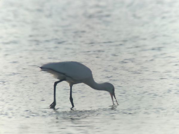Eurasian Spoonbill  - Thomas & Christa Pumberger