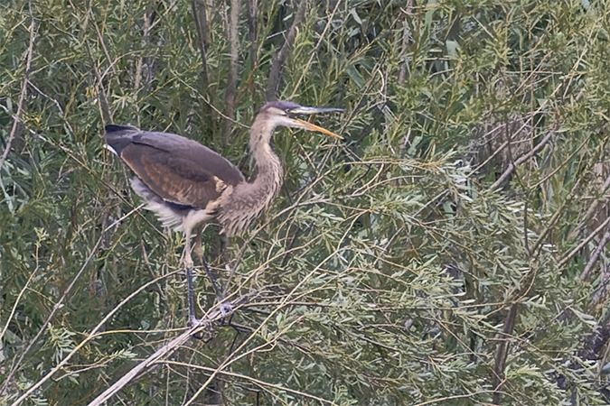 Purple Heron  - Thomas & Christa Pumberger