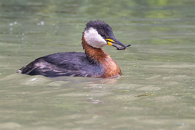 Red-necked Grebe  - Thomas & Christa Pumberger