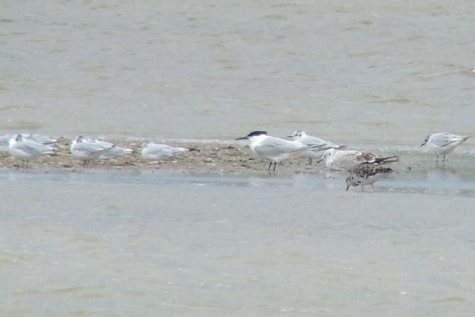 Sandwich Tern  - Bernhard Zens