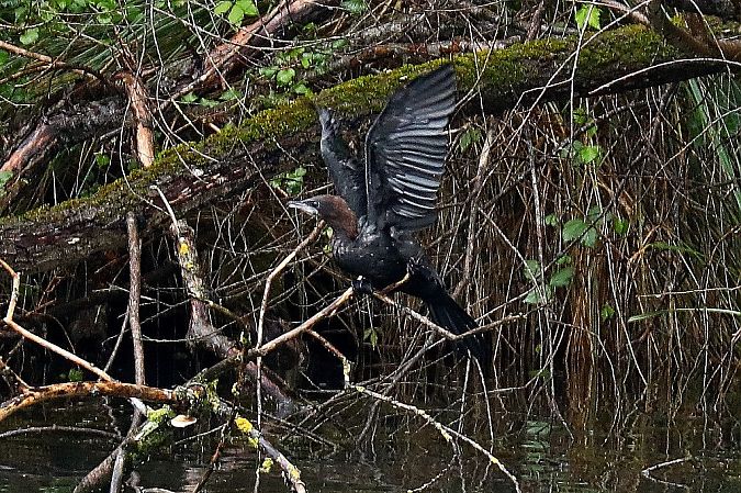 Pygmy Cormorant  - Peter Denefleh