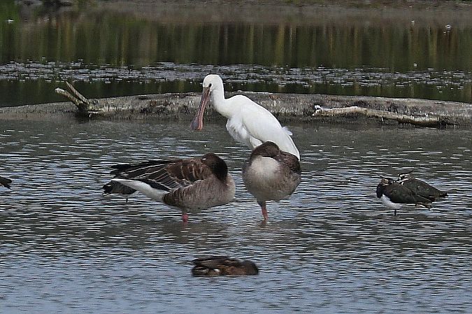 Eurasian Spoonbill  - Peter Denefleh