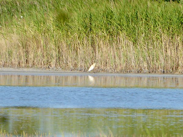 Squacco Heron  - Josef Steiner