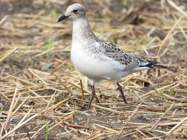 Mediterranean Gull  - Bruno Pichler