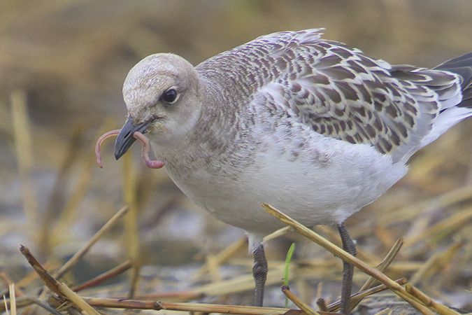 Mediterranean Gull  - Jürgen Prohaska-Hotze