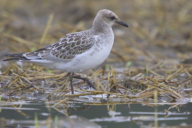 Mouette mélanocéphale  - Jürgen Prohaska-Hotze