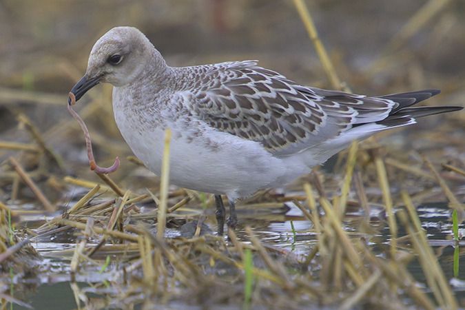 Mouette mélanocéphale  - Jürgen Prohaska-Hotze