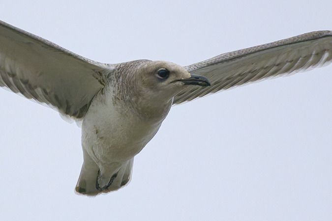 Mouette mélanocéphale  - Jürgen Prohaska-Hotze