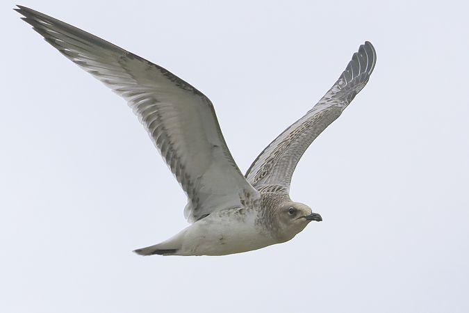 Mouette mélanocéphale  - Jürgen Prohaska-Hotze