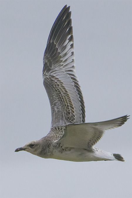 Mediterranean Gull  - Jürgen Prohaska-Hotze