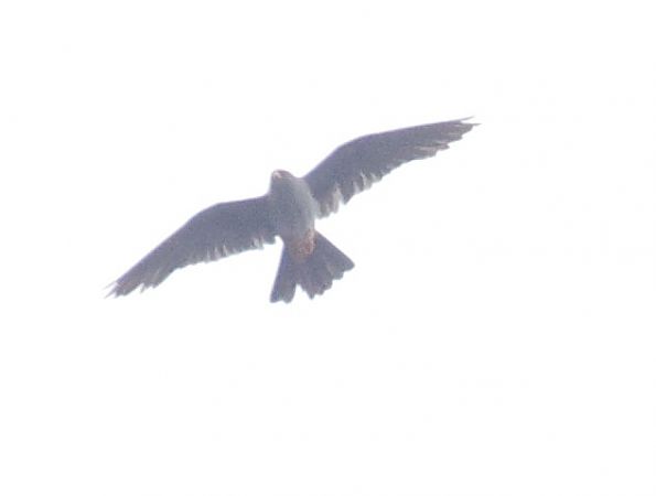 Red-footed Falcon  - Christoph Dangl