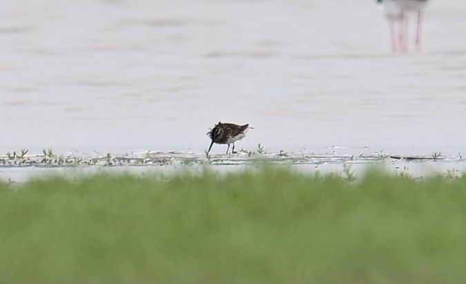 Broad-billed Sandpiper  - Karl Heinz Krainer