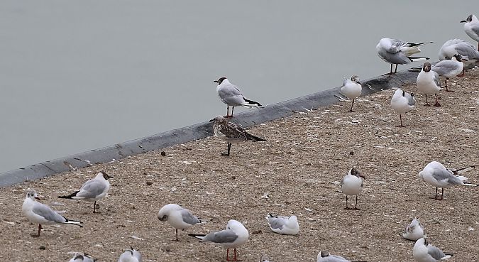 Mediterranean Gull  - Jiri Vratny
