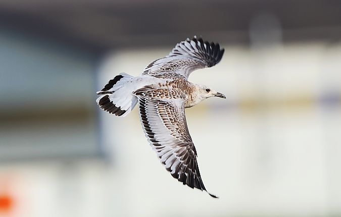 Mediterranean Gull  - Jiri Vratny
