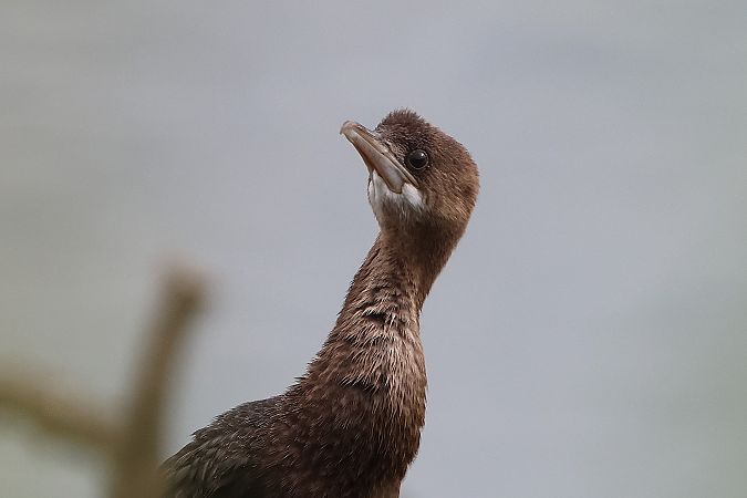 Pygmy Cormorant  - Jiri Vratny