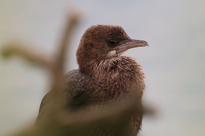 Cormoran pygmée  - Jiri Vratny