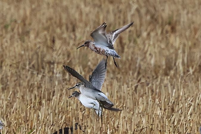 Curlew Sandpiper  - Jiri Vratny