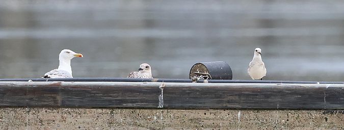 Mediterranean Gull  - Jiri Vratny