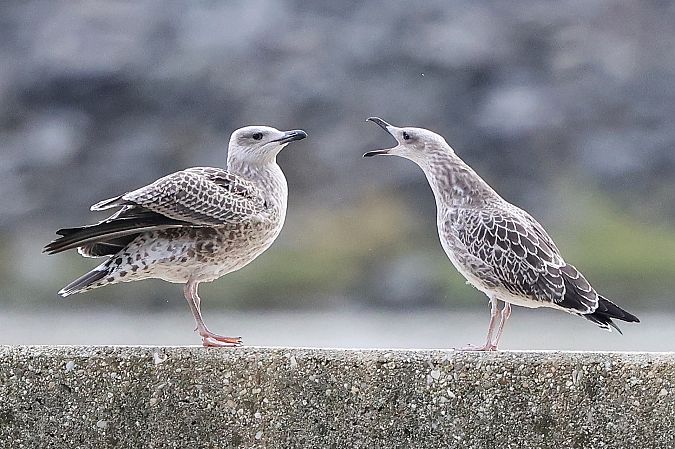 Gull hybrid, unidentified  - Jiri Vratny