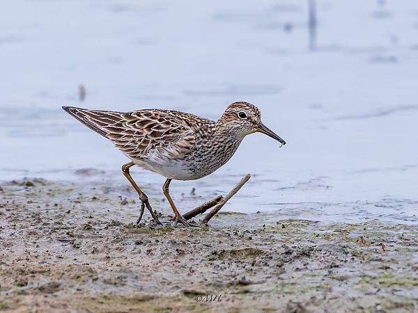 Pectoral Sandpiper  - Michael Hafner