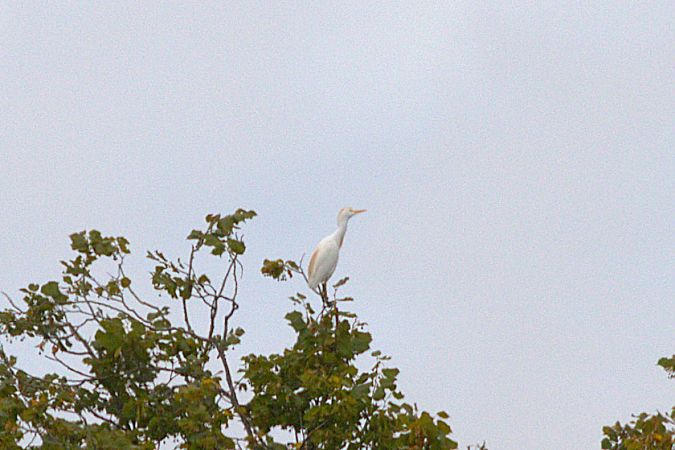 Western Cattle Egret  - Werner Petutschnig