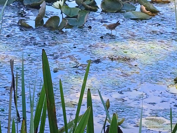Little Crake  - Werner Petutschnig