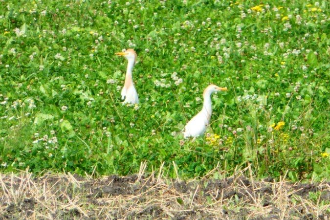 Western Cattle Egret 