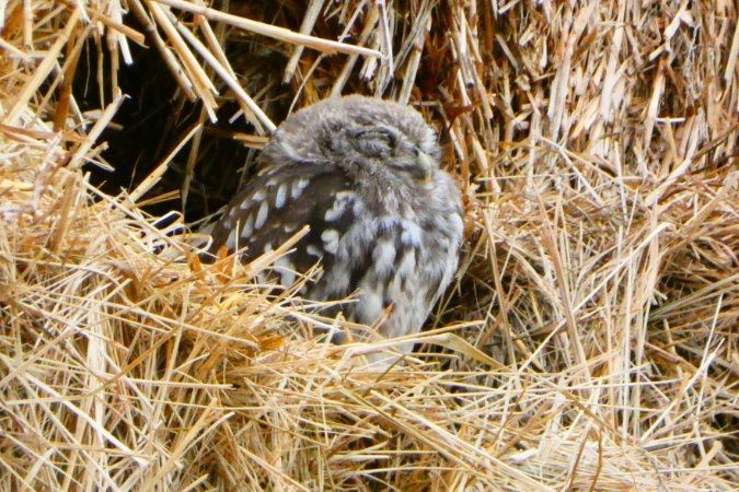 Little Owl 