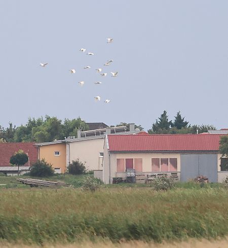 Western Cattle Egret 