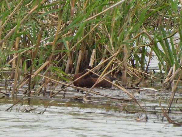 Ferruginous Duck  - Benjamin Hofmann