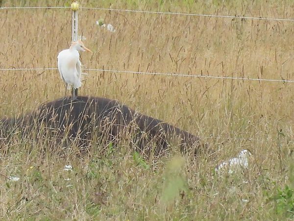 Western Cattle Egret  - Benjamin Hofmann