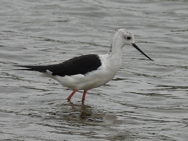 Black-winged Stilt  - Benjamin Hofmann