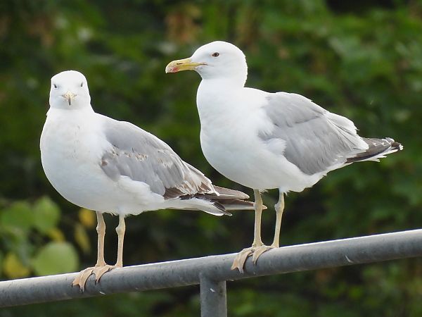 Gull hybrid, unidentified  - Benjamin Hofmann